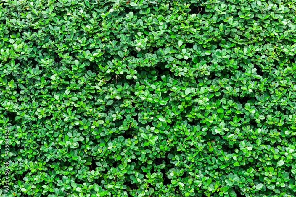 Long green hedge or green leaves wall. Green grass wall texture for backdrop design and eco wall and die-cut for artwork.Beautiful Green grass and hedge in garden.Fence trees for protection and beauty Long green hedge or green leaves wall. Green grass wall texture for backdrop design and eco wall and die-cut for artwork.Beautiful Green grass and hedge in garden.Fence trees for protection and beauty