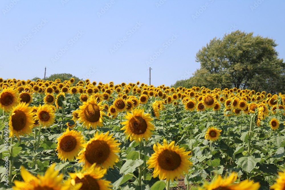 Obraz premium sunflower field