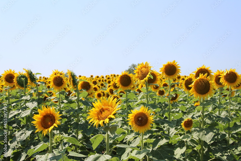 Obraz premium sunflower field