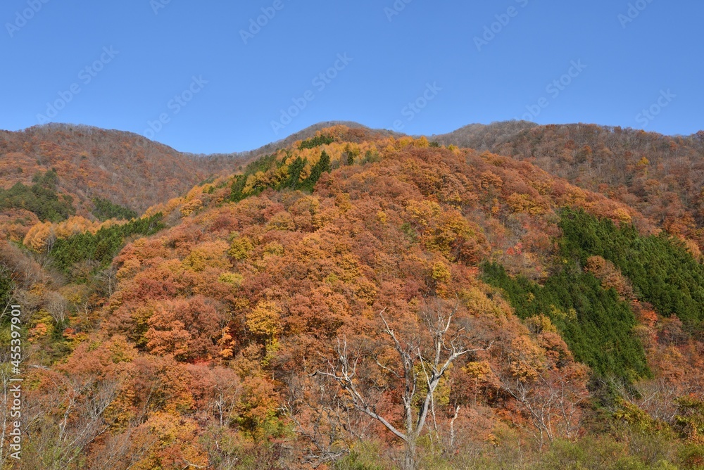 Mountains covered with red trees in autumn