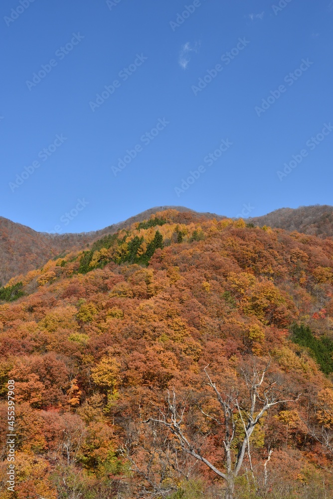 Mountains covered with red trees in autumn