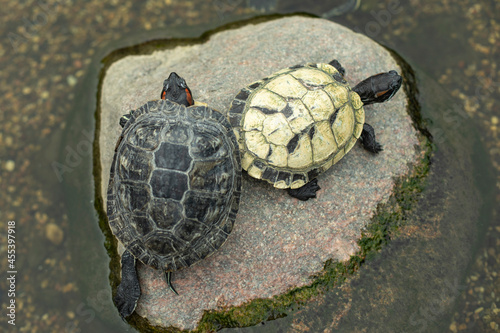 Two turtles on a stone. Turtles in the pond.