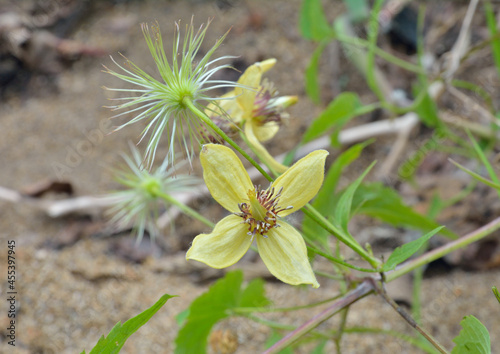 Plant clematis (Clematis serratifolia) photo