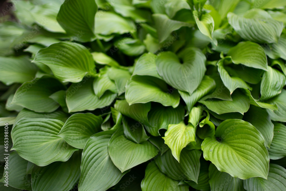 Large green leaves of the plant. Natural background summer plant in the garden. Large green leaves of the plant. Natural background summer plant in the garden.