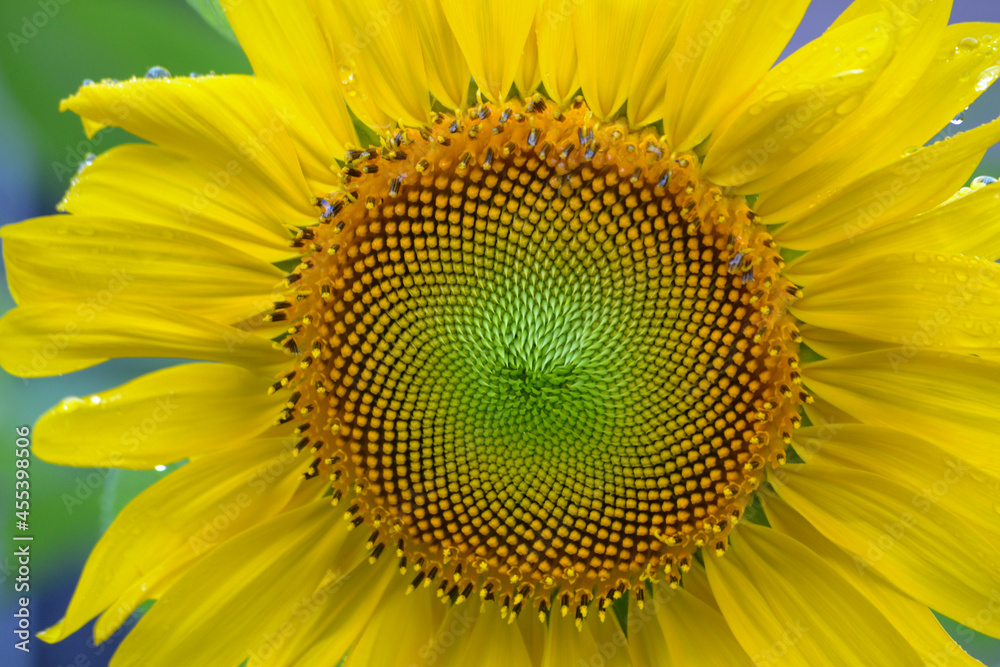sunflower close up sunflower close up