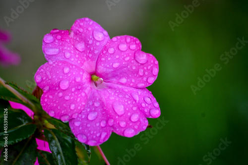 Close up of purple flower after the rain, with droplets on petals.