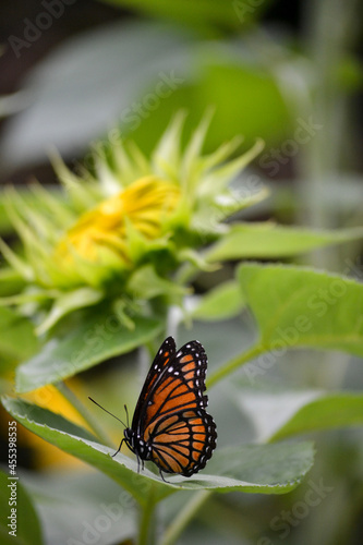 Monarch butterfly resting on a leave with sunflower bud in the background.