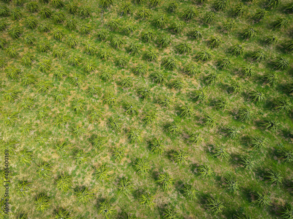 Aerial view of the dragon fruit green fields nature agricultural farm background, top view dragon fruit tree from above of crops in green, Bird's eye view tropical pitaya fruit tree Asian Aerial view of the dragon fruit green fields nature agricultural farm background, top view dragon fruit tree from above of crops in green, Bird's eye view tropical pitaya fruit tree Asian