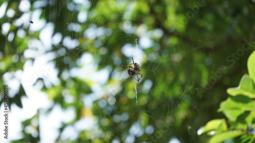 The East Asian species of Argiope amoena an  orb-web spider 
