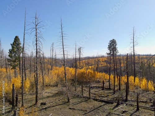 Regrowth and recovery in land ravaged by forest fire