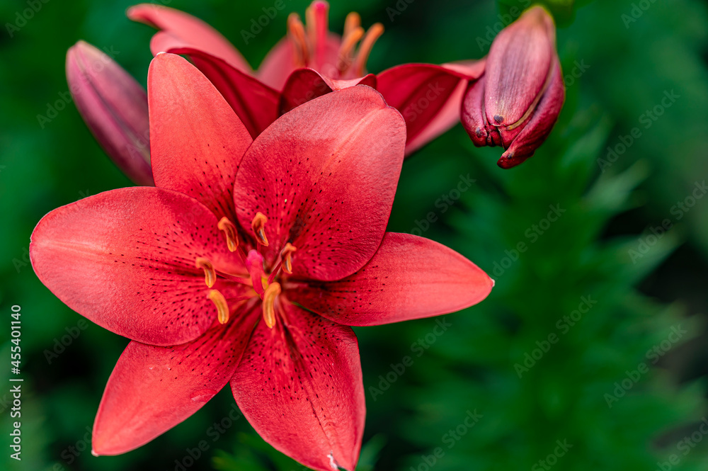 Blooming lilies Blooming lilies