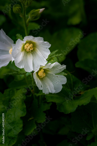 Blooming hollyhock    