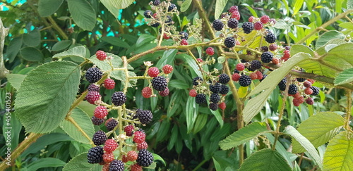 Zarzamora o mora silvestre en la zona rural de Medellín, Colombia.