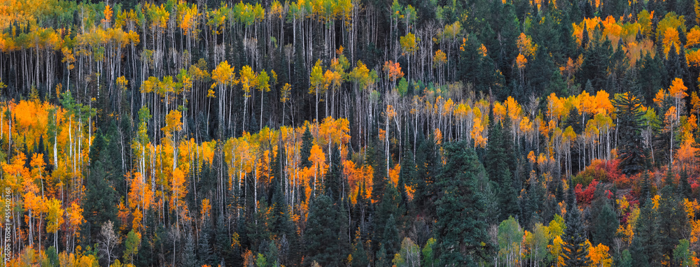 Naklejka premium Bright aspen tree forest in Colorado rocky mountains