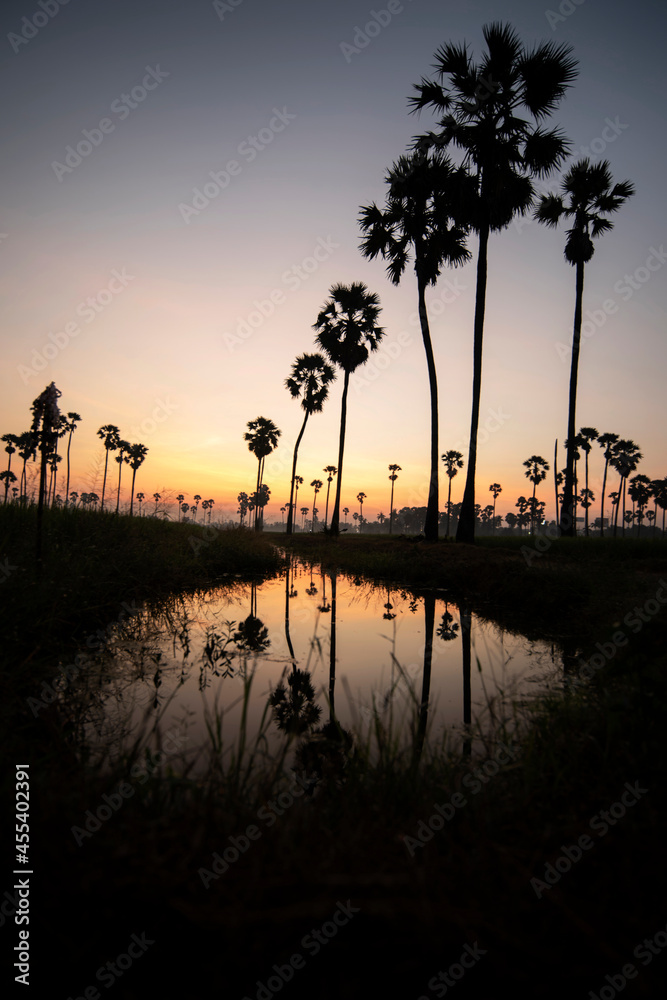In the morning in the Dong Tan fields of Pathum Thani, Thailand, the palm trees stand in line with the red, yellow, orange sky before sunrise.
