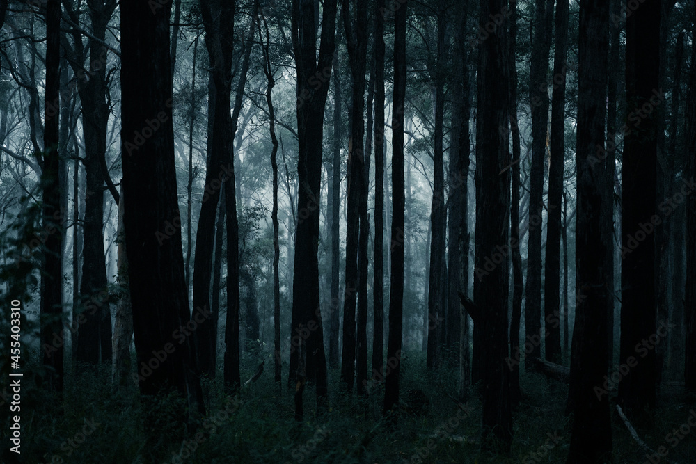 forest in fog forest in fog