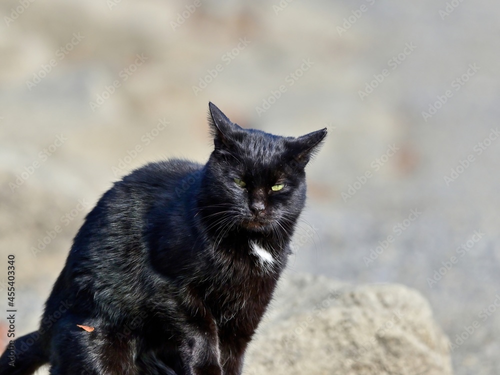 こちらをしきりに警戒する黒い野良猫
