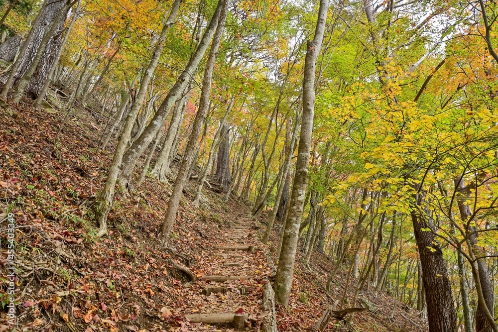 Fototapeta premium 本栖湖の富士山展望台に登る遊歩道の晩秋の情景@山梨