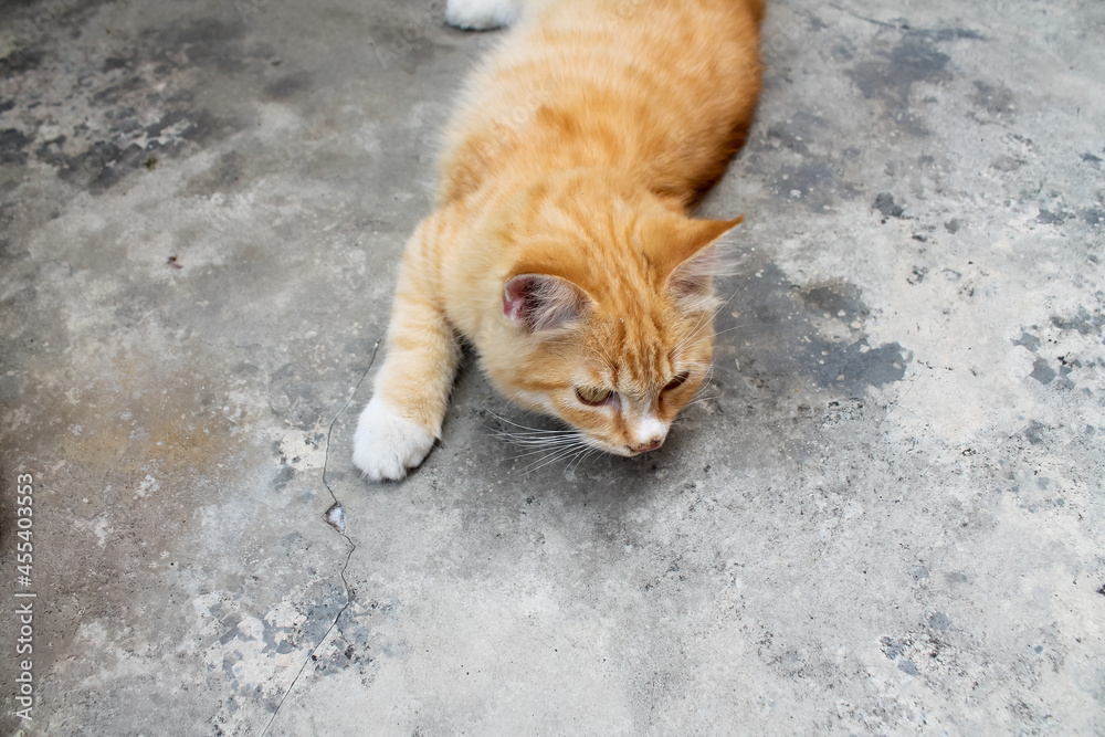 Fototapeta premium orange cat lying down looking for prey