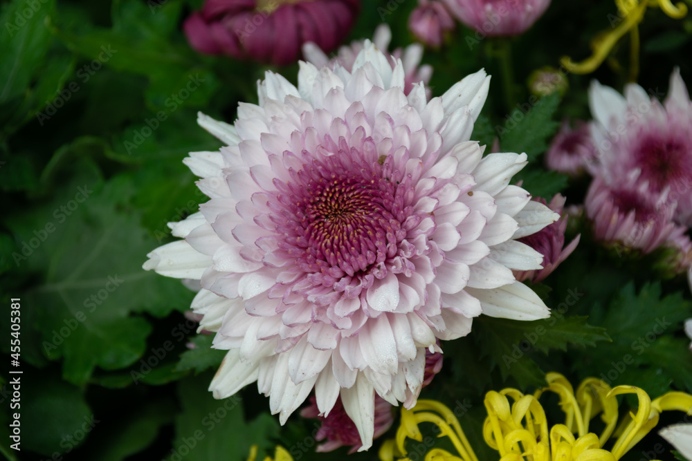 Fototapeta premium Cu big pink chrysanthemums in the park