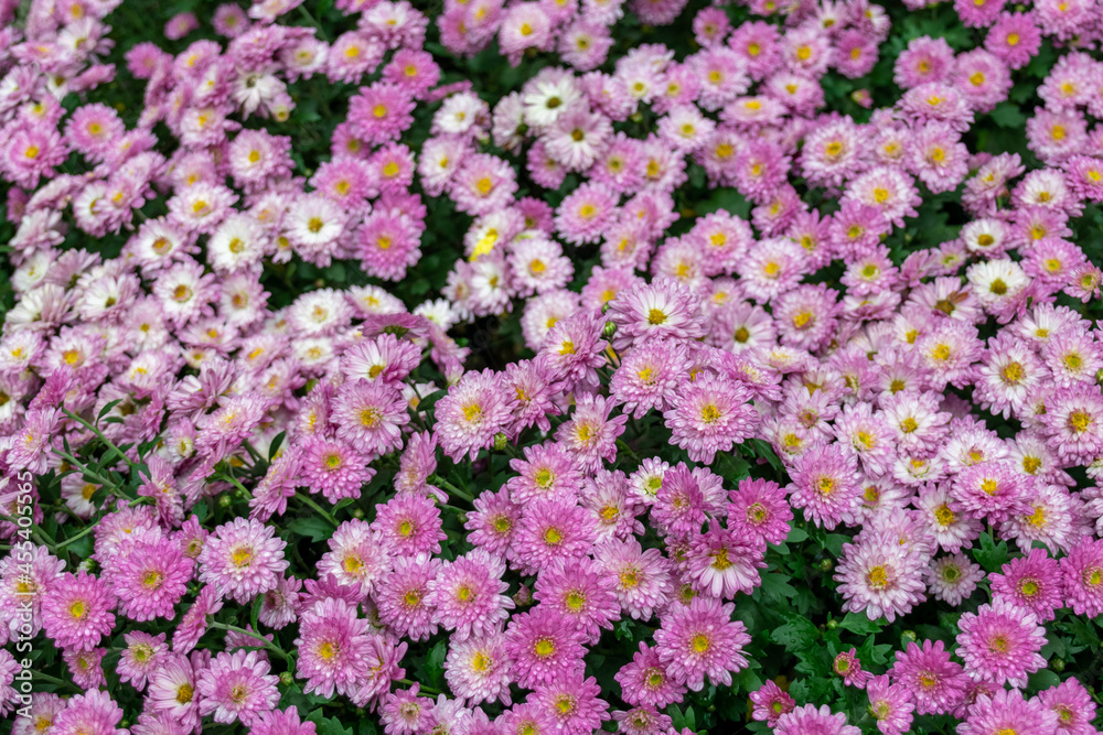 Fototapeta premium All kinds of small chrysanthemums form a very personalized flower wall