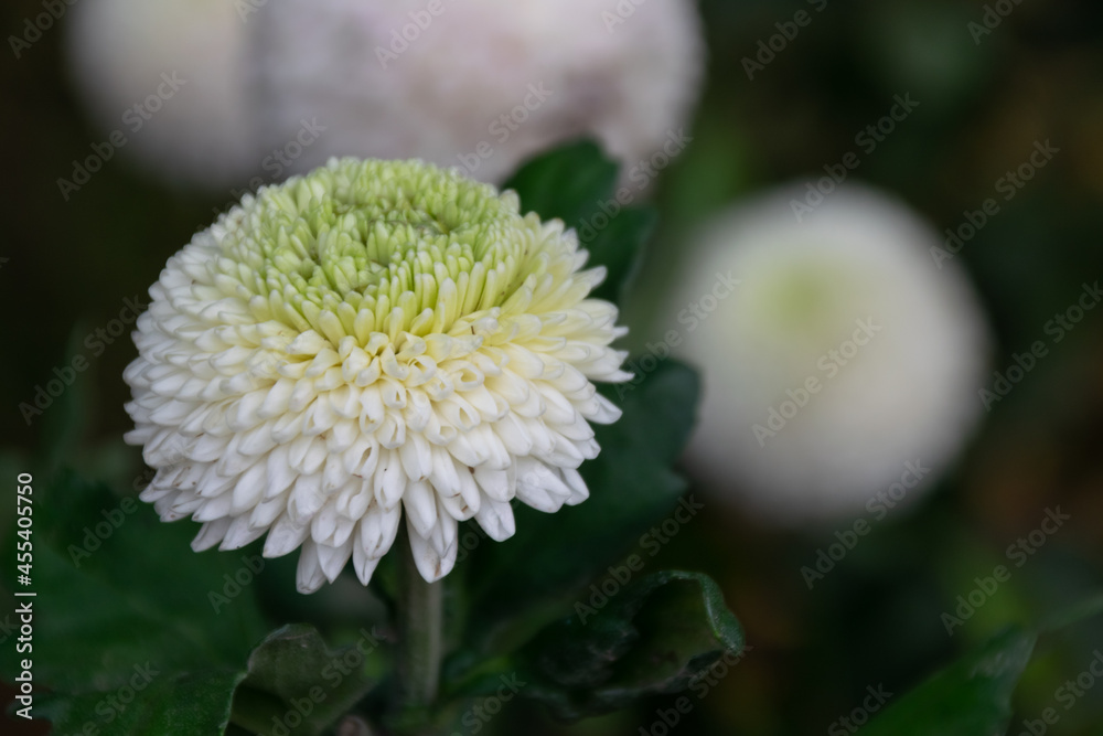 The white chrysanthemums are in full bloom The white chrysanthemums are in full bloom