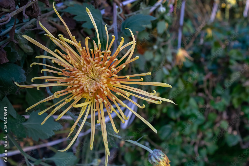 The red and yellow chrysanthemums with long and thin petals are in full bloom The red and yellow chrysanthemums with long and thin petals are in full bloom