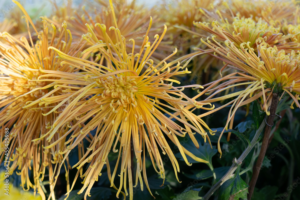 The red and yellow chrysanthemums with long and thin petals are in full bloom The red and yellow chrysanthemums with long and thin petals are in full bloom