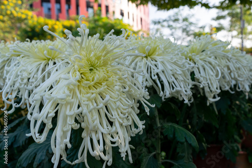 The yellow chrysanthemums with slender petals opened photo