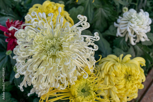 The yellow chrysanthemums with slender petals opened photo