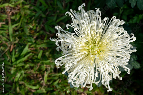 The yellow chrysanthemums with slender petals opened photo