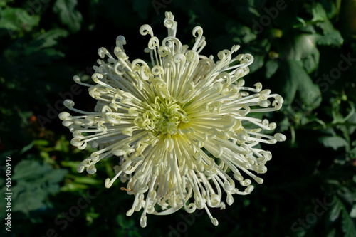 The yellow chrysanthemums with slender petals opened photo