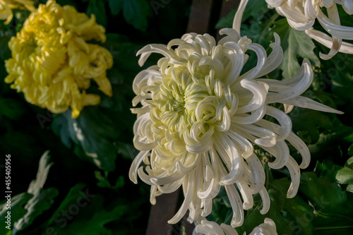 The yellow chrysanthemums with slender petals opened photo