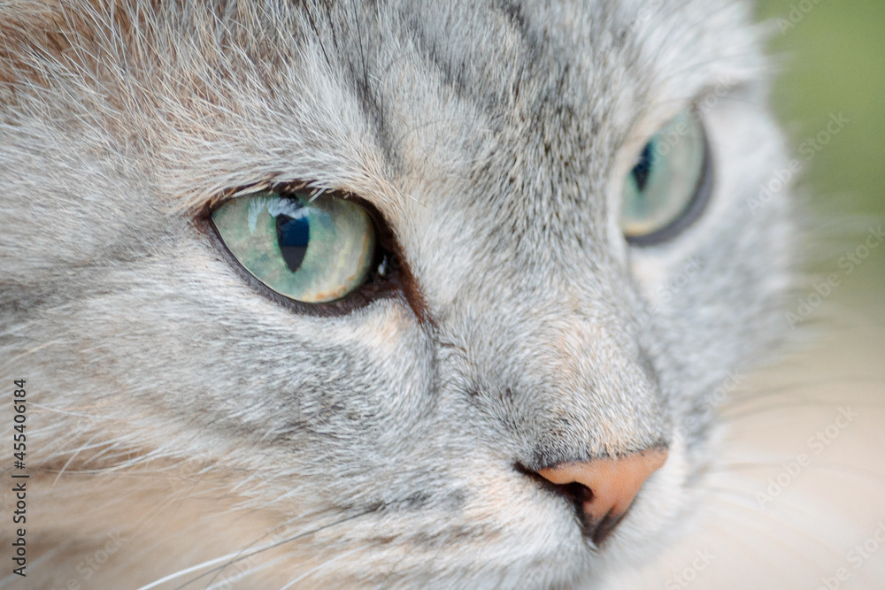 Portrait of beautiful cat. Gray fluffy kitty with green eyes on natural background, selective focus Portrait of beautiful cat. Gray fluffy kitty with green eyes on natural background, selective focus