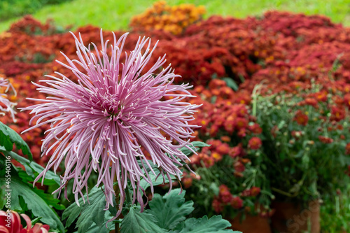 The pink purple chrysanthemums with thin and long petals opened photo