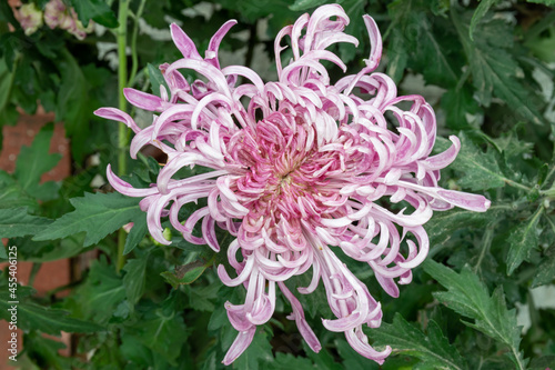 The pink purple chrysanthemums with thin and long petals opened photo