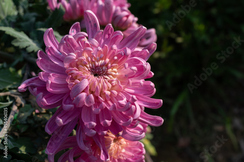 Autumn is coming, and the pink and purple chrysanthemums in the wild are in bloom
