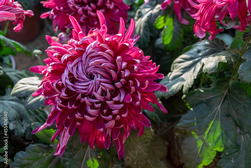 Autumn is coming, and the pink and purple chrysanthemums in the wild are in bloom photo