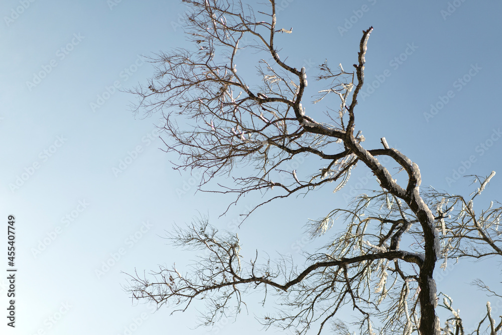 landscape with an icy tree against a blue sky