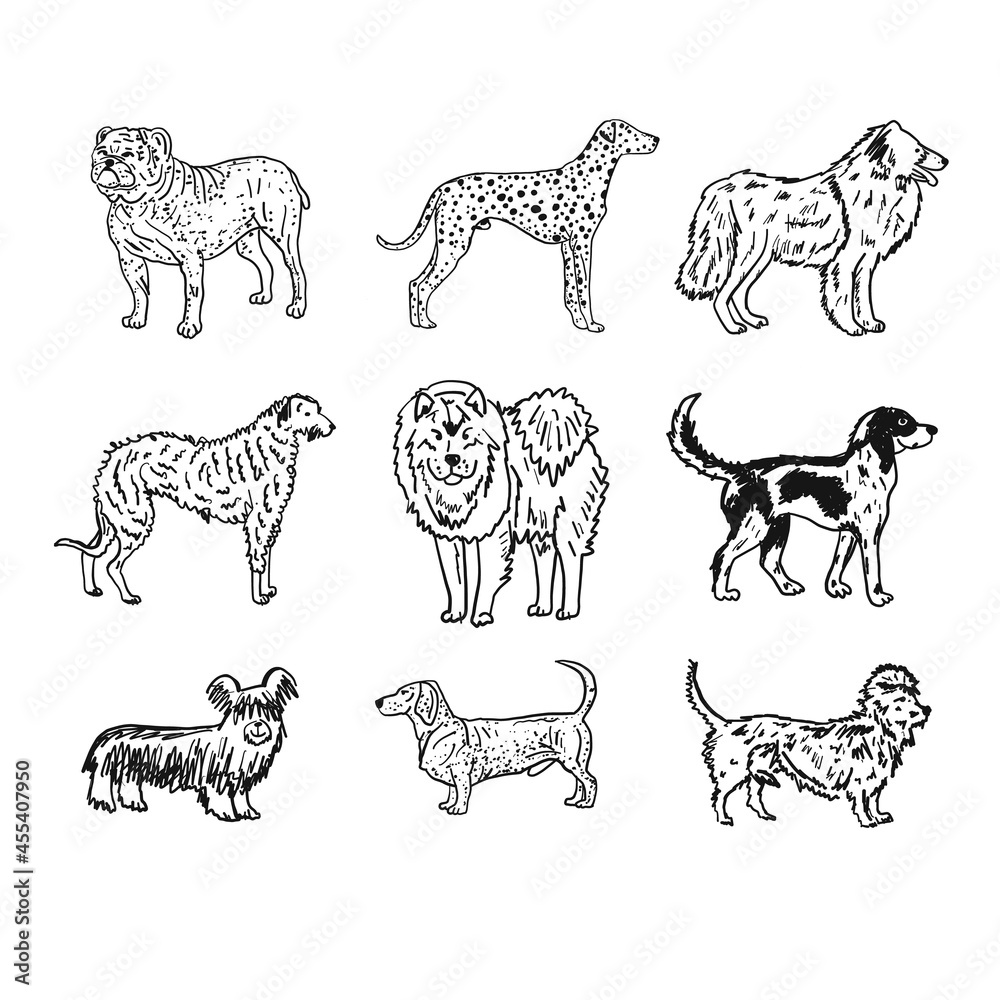 Dogs breeds collection. Vintage style sketch for your design