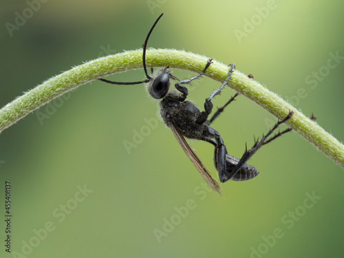 P9040059 black male thread-waisted wasp (Sphex lucae) climbing underneath a plant stem, Delta, British Columbia, Canada cECP 2021 photo