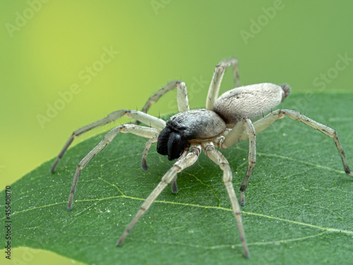 P5270003 leafcurling sac spider (Clubiona lutescens) on a green leaf cECP 2021