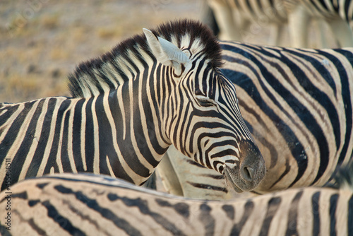 Closeup of a mountain zebra (Equus zebra) with its eyes closed.