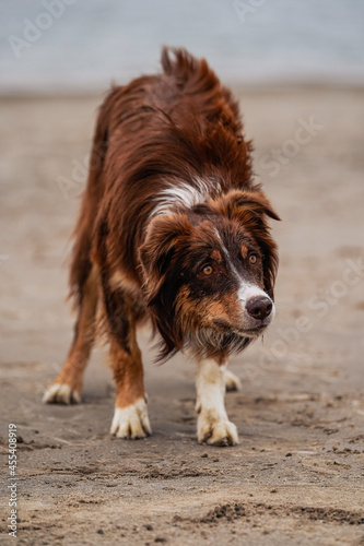 Border Collie Australian Shepherd Mix Playing Fetch with Rubber Frisby on Lake Beach of Sand photo