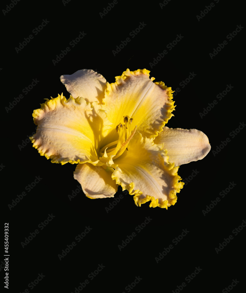 Brilliantly colored  isolated daylily blossom
