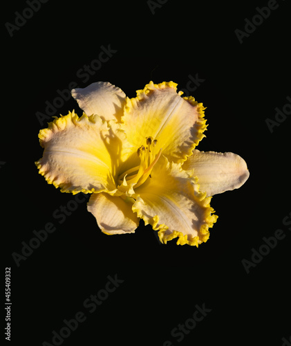 Fototapeta Naklejka Na Ścianę i Meble -  Brilliantly colored  isolated daylily blossom