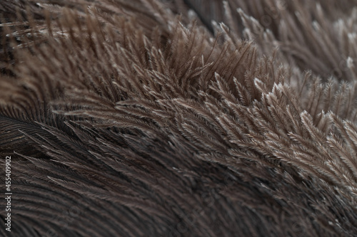 Ostrich fur background