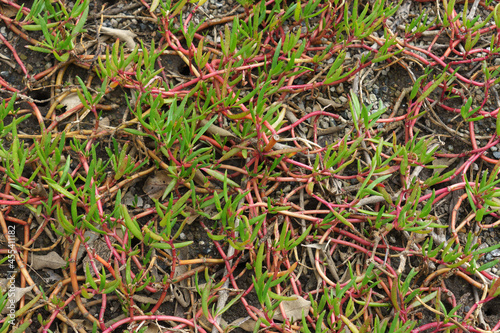 Close-up of pigface, a succulent ground cover growing in the coastal wetlands at Wynnum, Brisbane, Queensland, Australia 