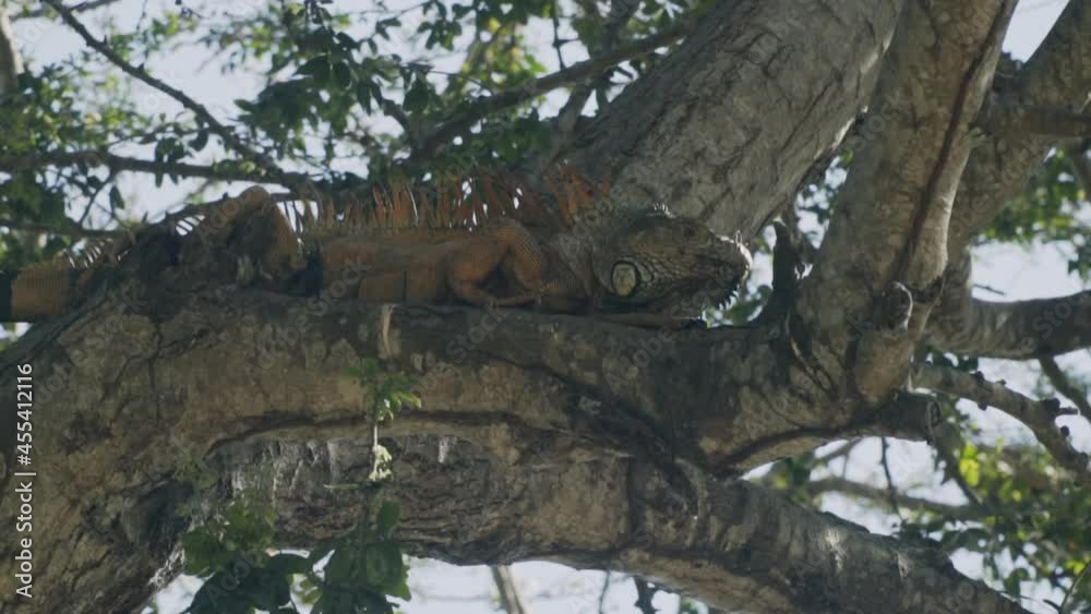 Green iguana sitting in tree branches sun bathing in Mexico Green iguana sitting in tree branches sun bathing in Mexico