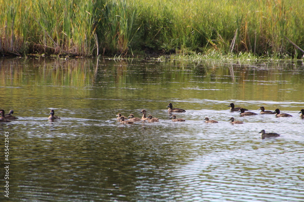 Ducks On The Water, Pylypow Wetlands, Edmonton, Alberta Ducks On The Water, Pylypow Wetlands, Edmonton, Alberta